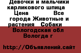 Девочки и мальчики карликового шпица  › Цена ­ 20 000 - Все города Животные и растения » Собаки   . Вологодская обл.,Вологда г.